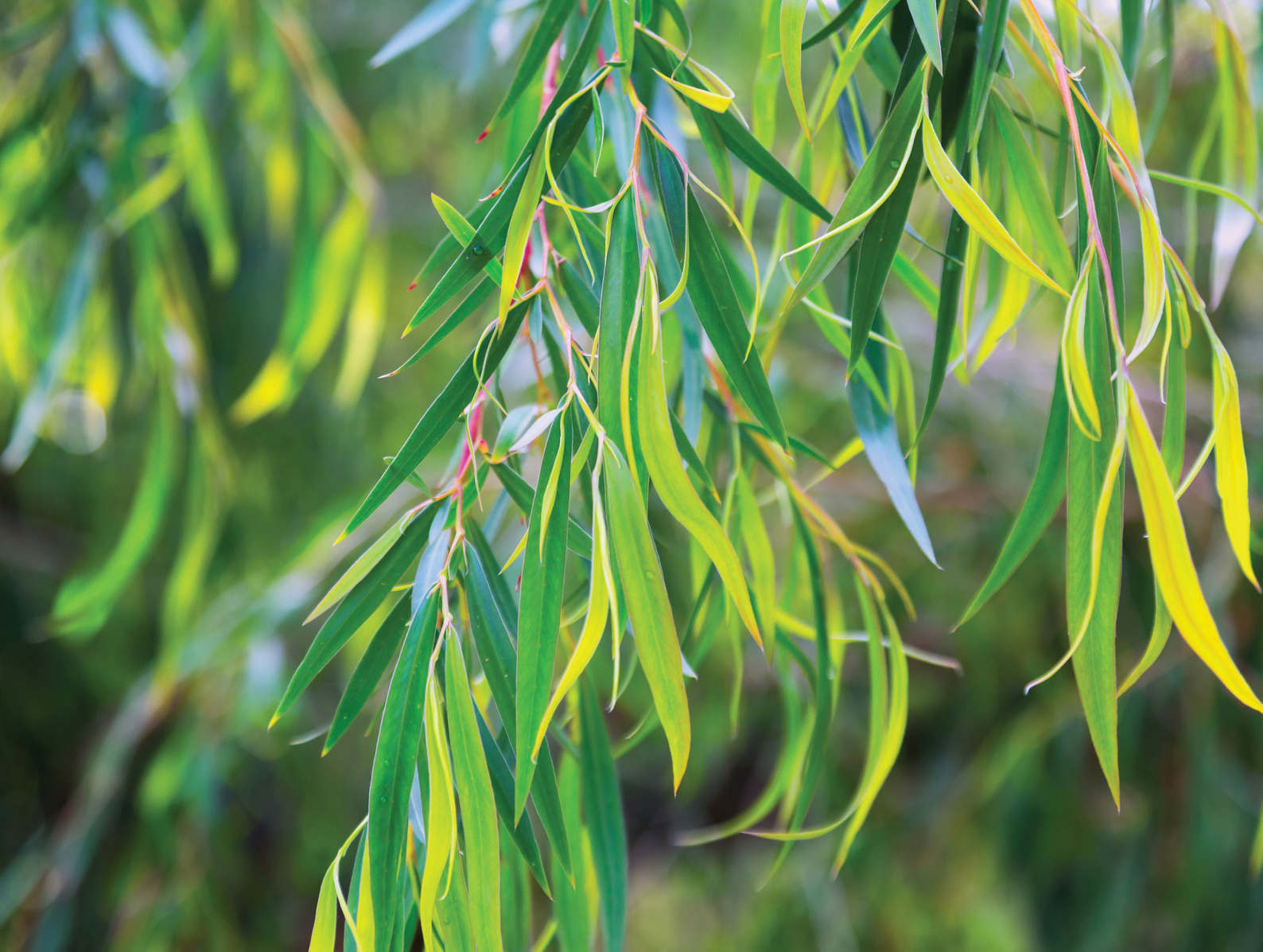 Dominant Environmental Policy